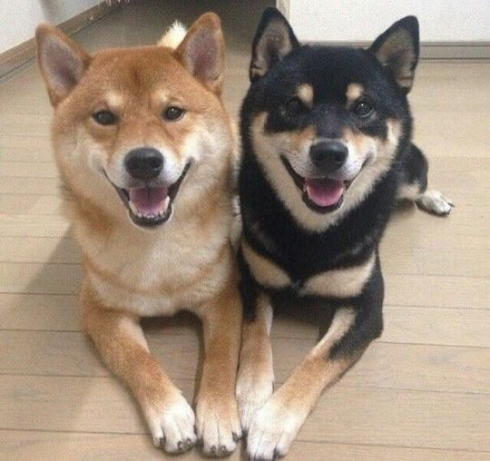 My dogs - original photo
