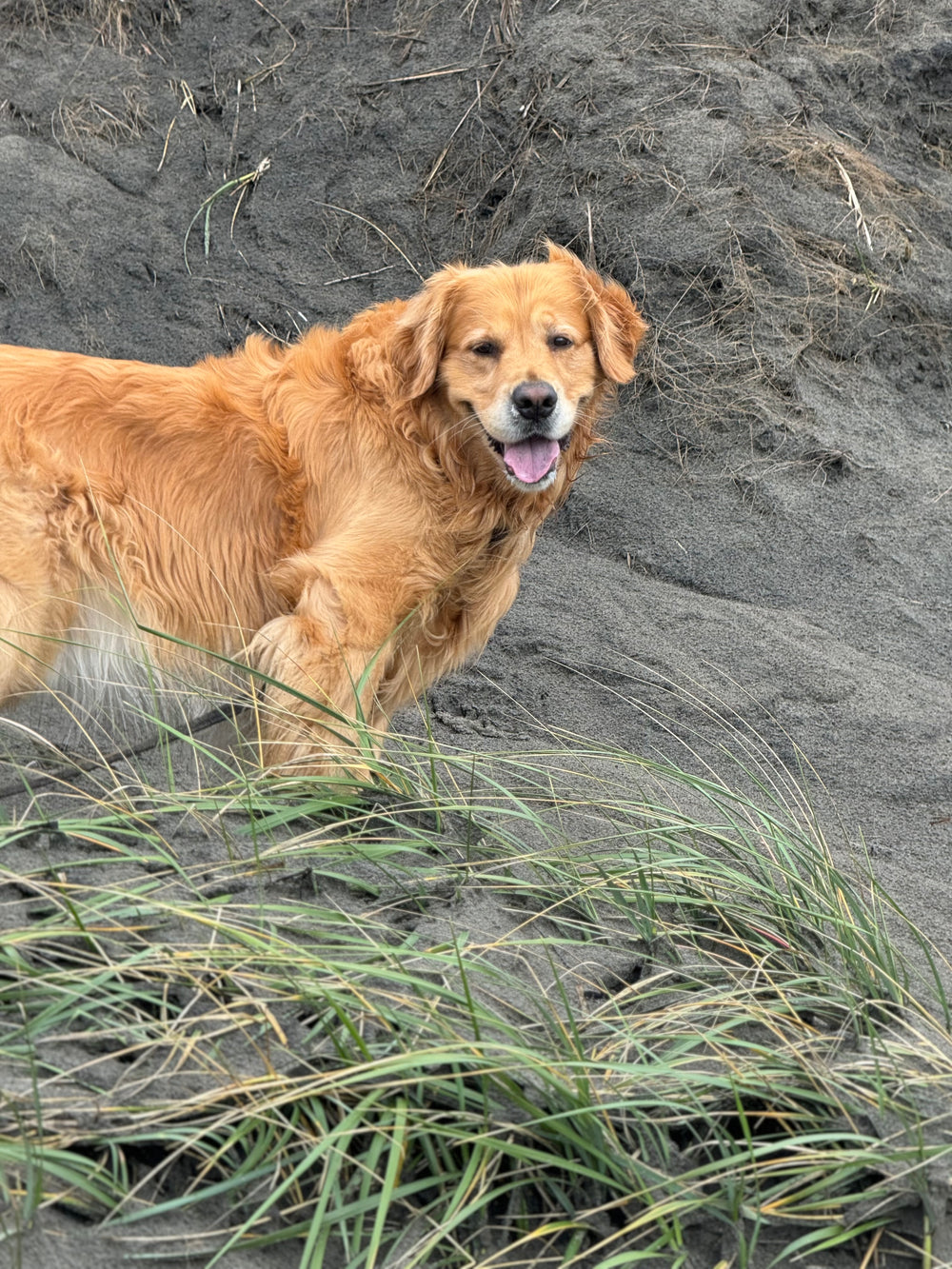 Original pet photo