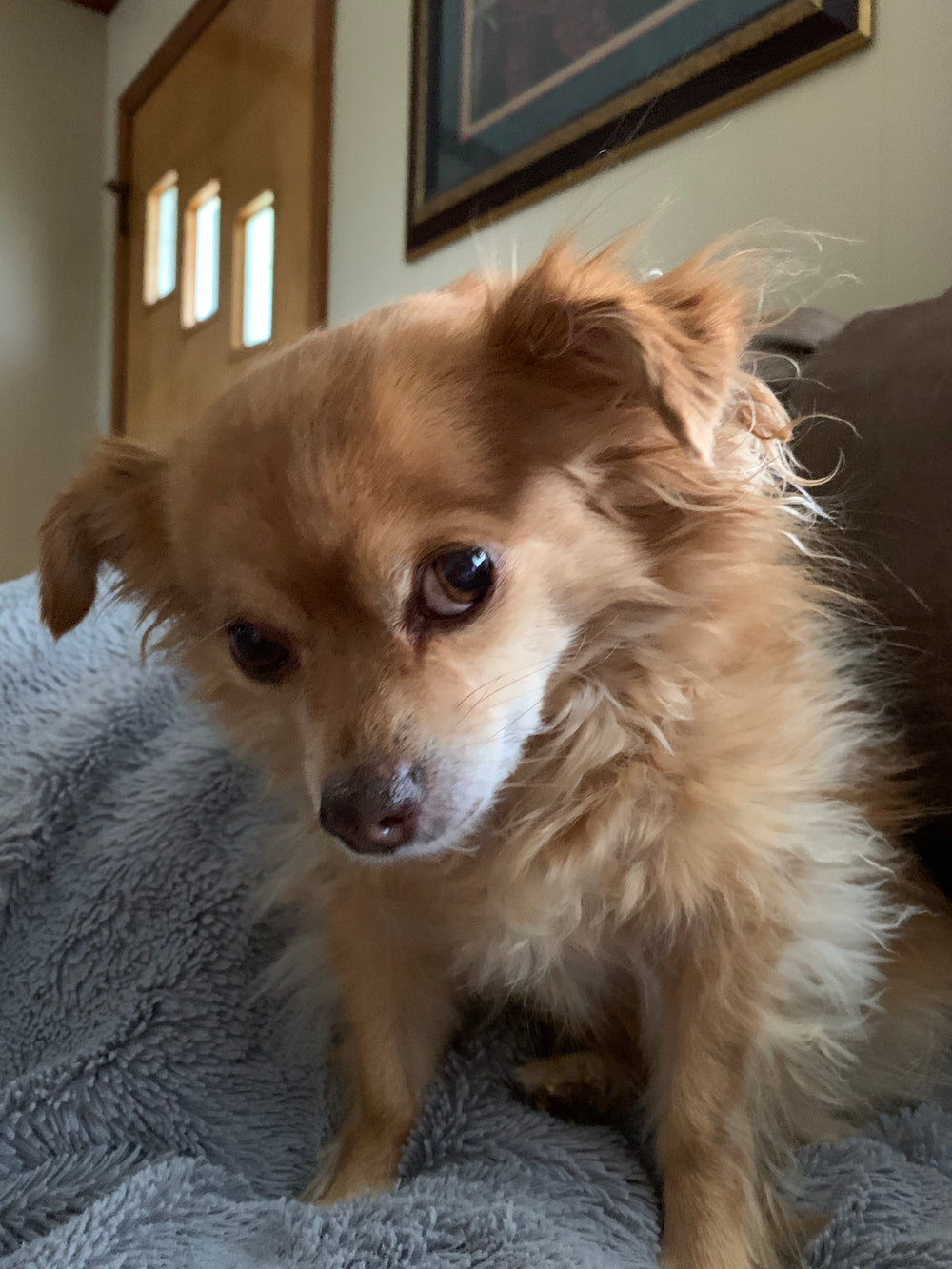 Original pet photo