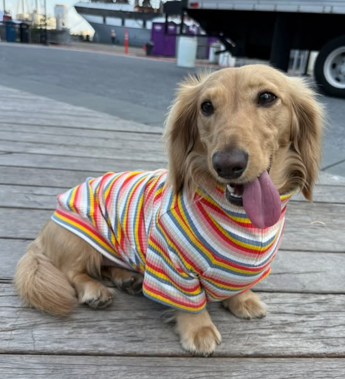 Original pet photo