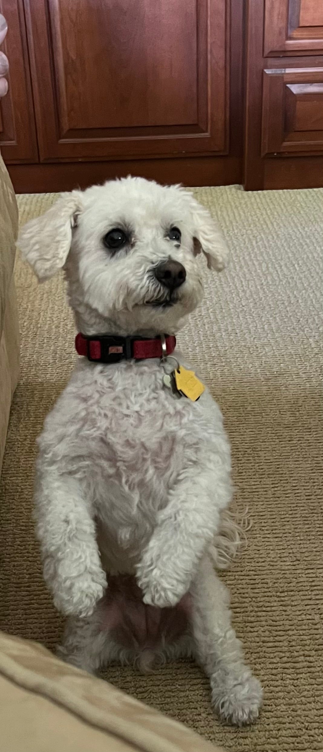 Original pet photo