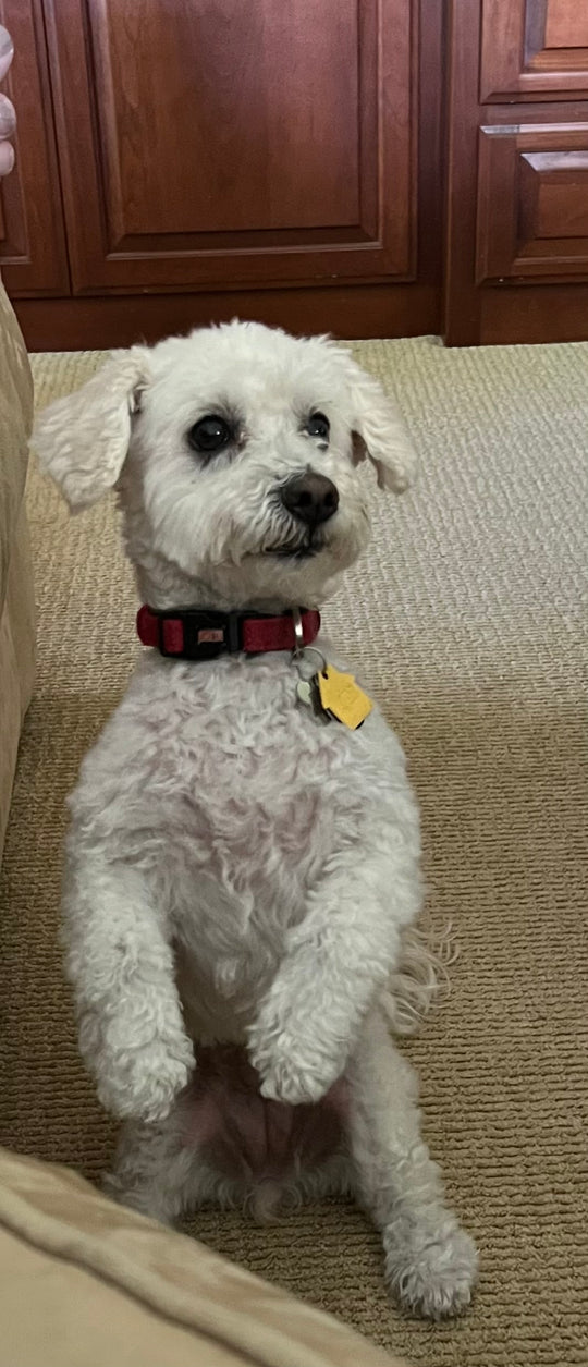 Original pet photo