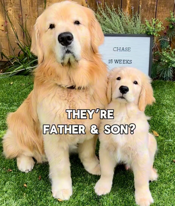 Chase and Chester - original photo
