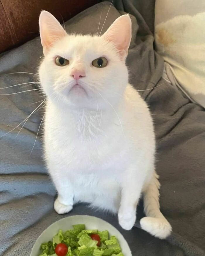 Original pet photo