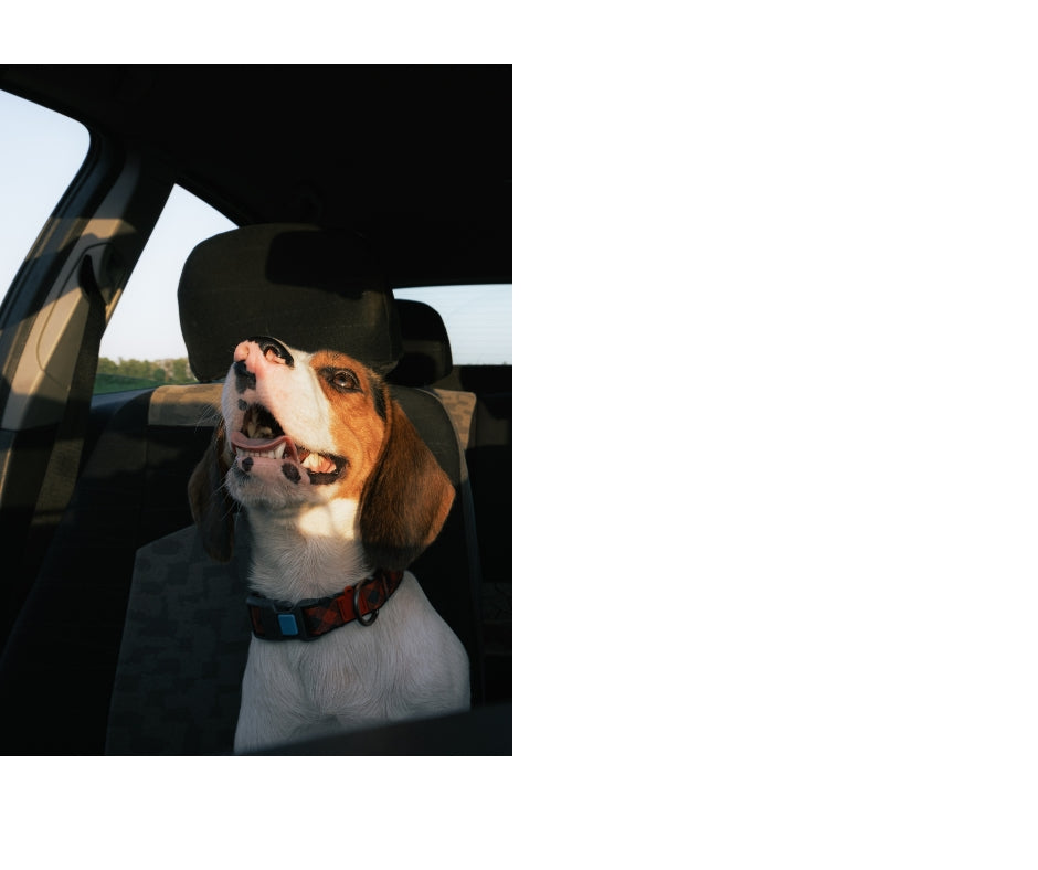 Original pet photo