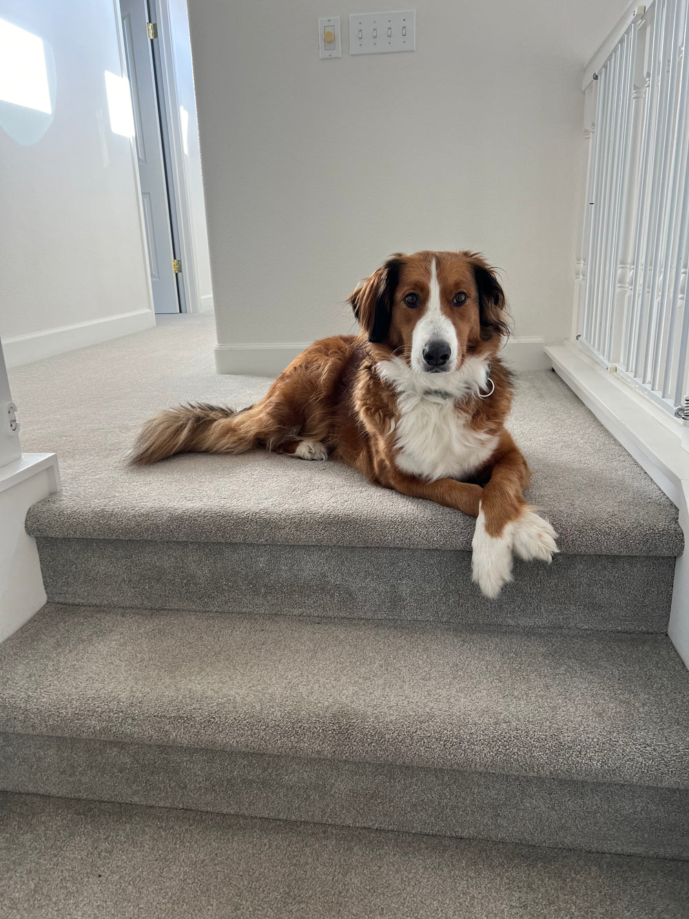 Rainie the Dog - original photo