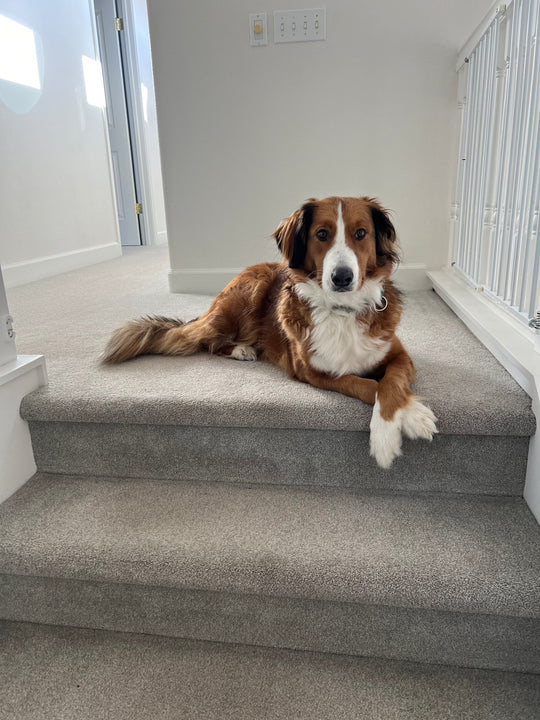 Rainie the Dog - original photo