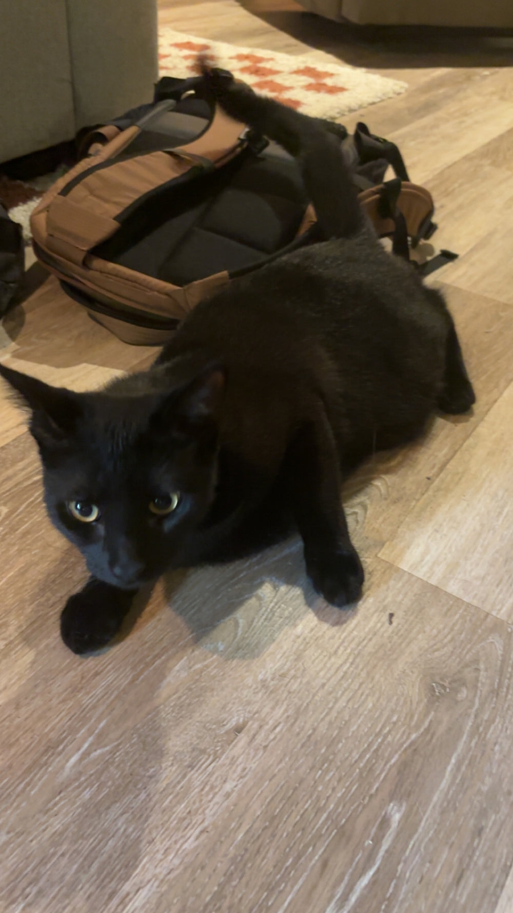 My cat Gary  - original photo