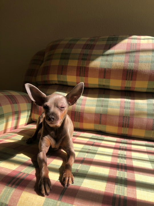 Original pet photo