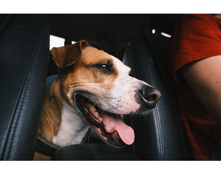 Original pet photo