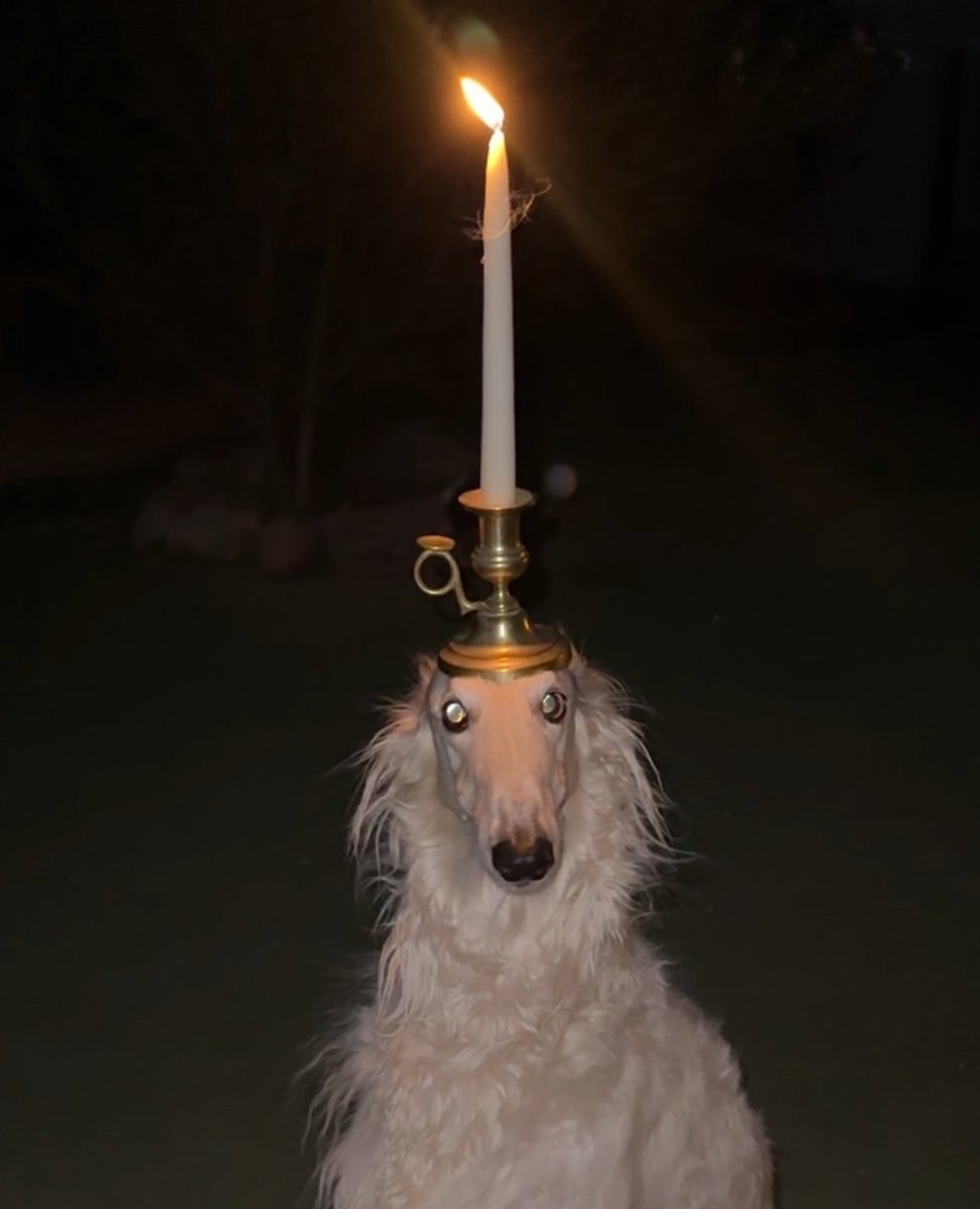 Candle Dog - original photo