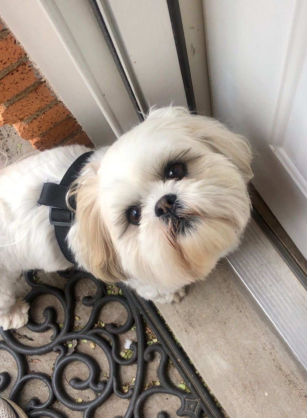 Molly - original photo