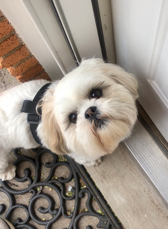Molly - original photo