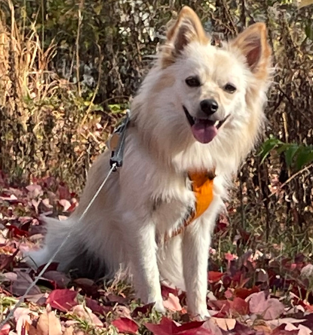 Dog - original photo