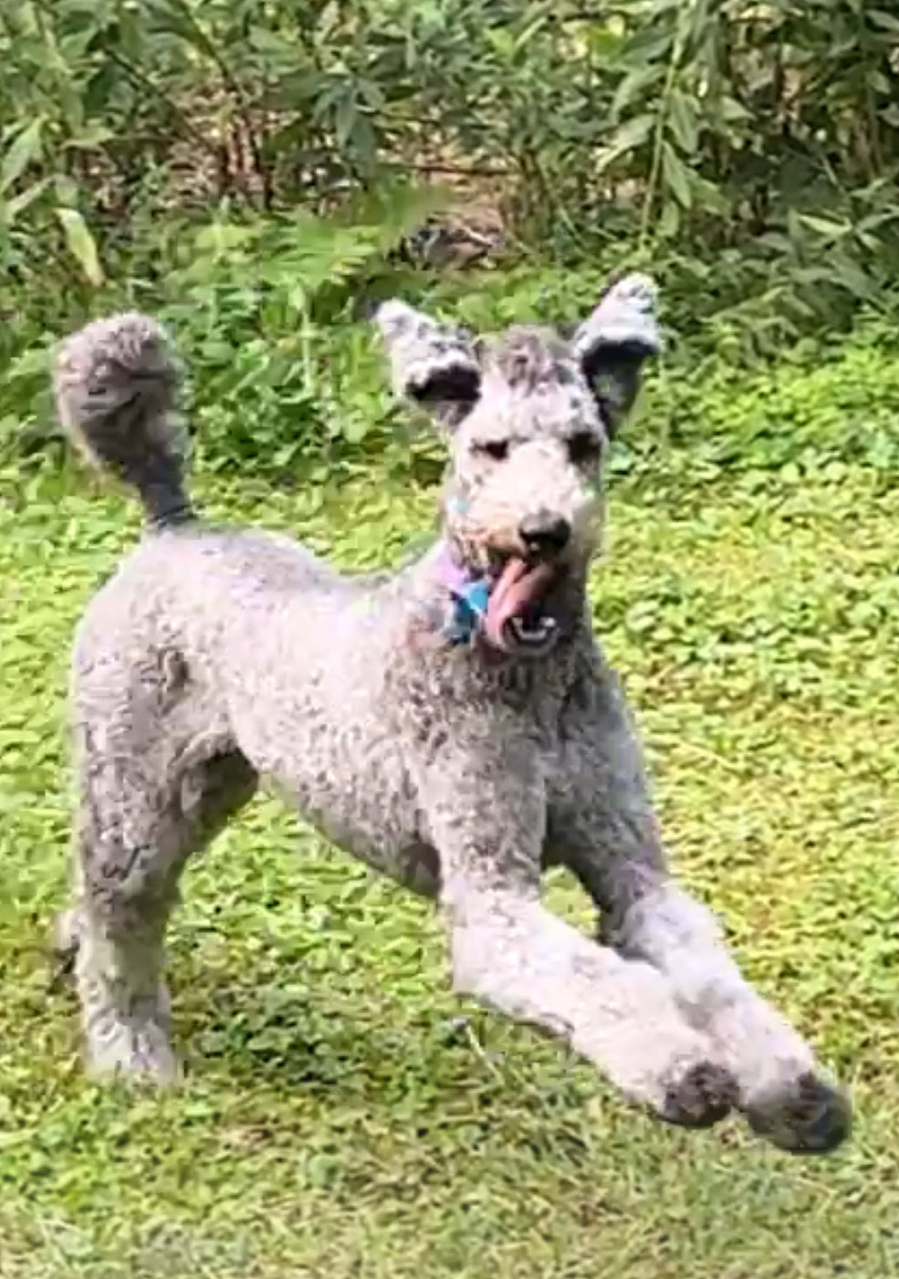Finn the Poodle - original photo