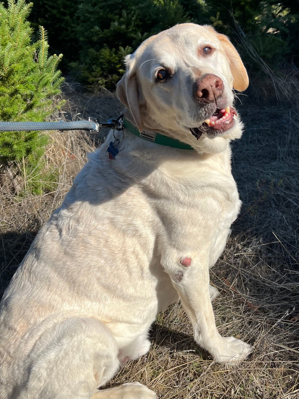 Buster - original photo