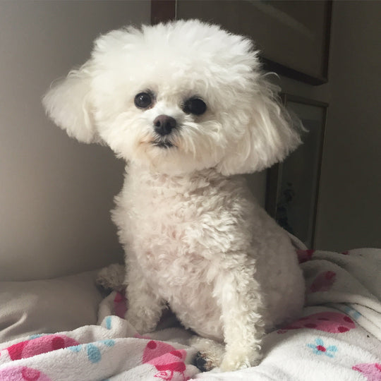 Original pet photo