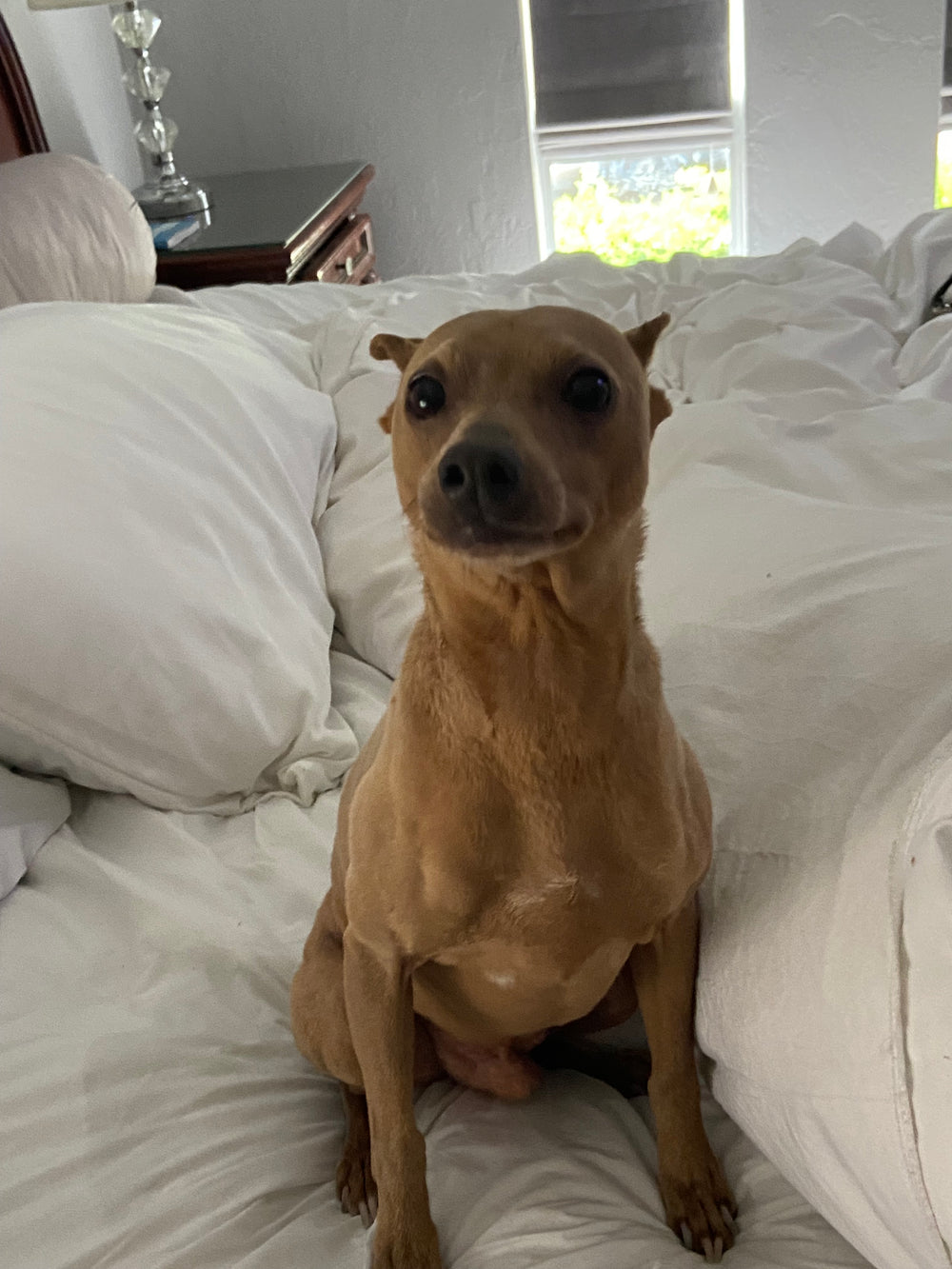 I love my puppy - original photo