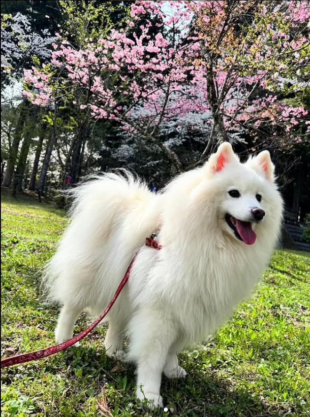 Yuki a White Furry Dog - original photo