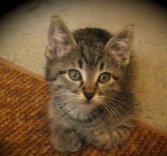Favorite Cat - original photo