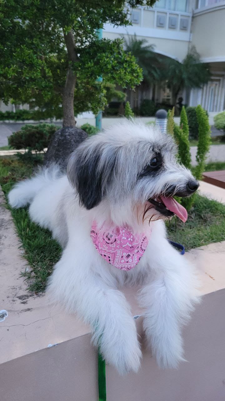 Original pet photo