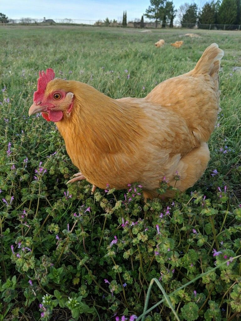 chicken pet - original photo