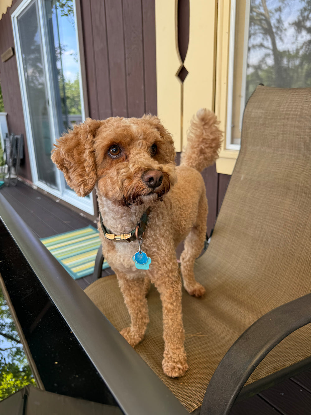 Ebenezer the dog - original photo