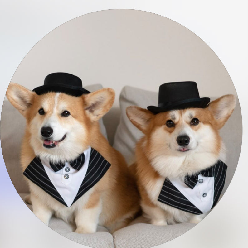 La Corgi  - original photo