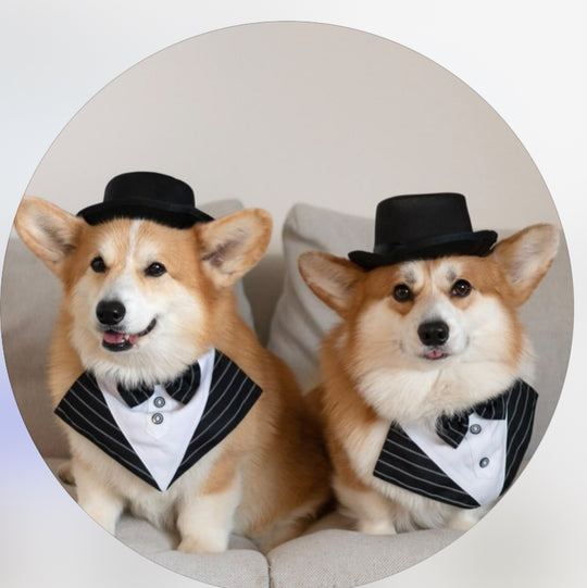 La Corgi  - original photo