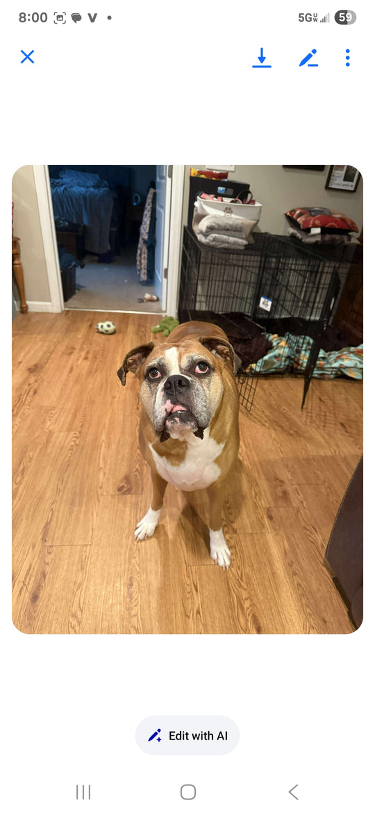 Original pet photo