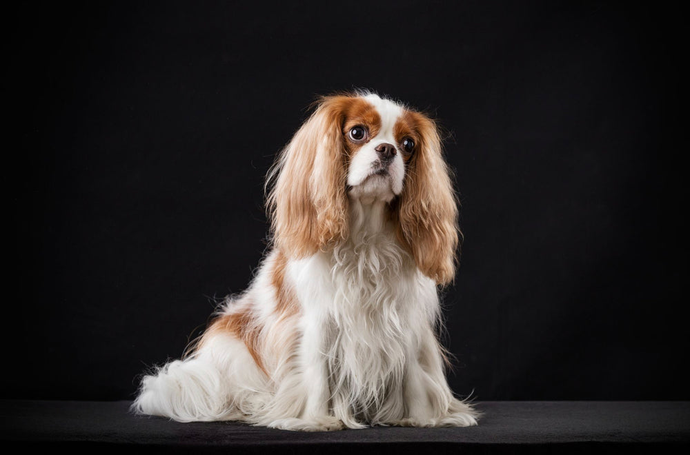 Siobhan - the best dog ever! - original photo