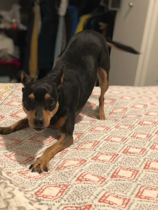 Original pet photo