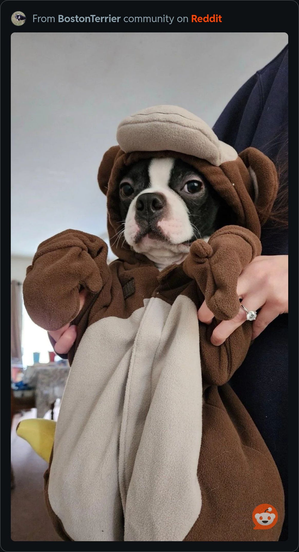 Kirby - original photo