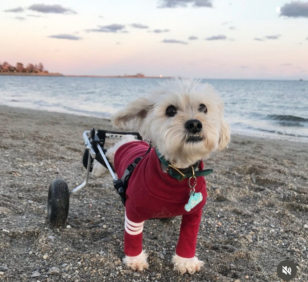 Albert - original photo