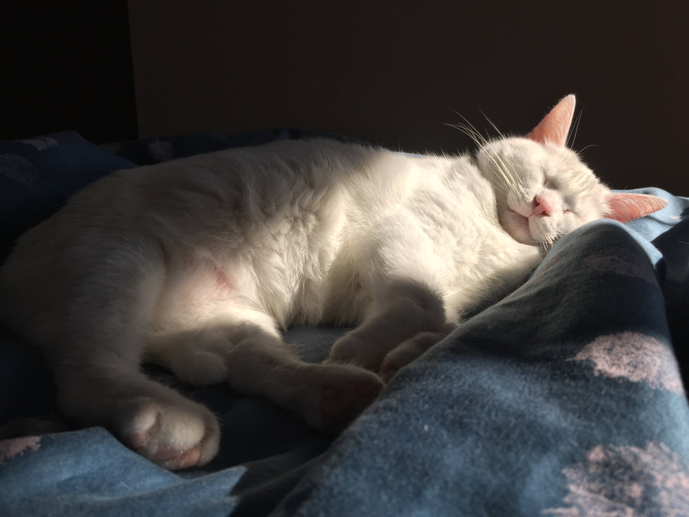 Original pet photo