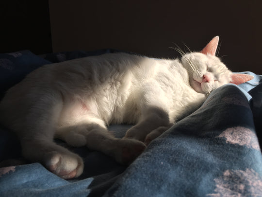 Original pet photo