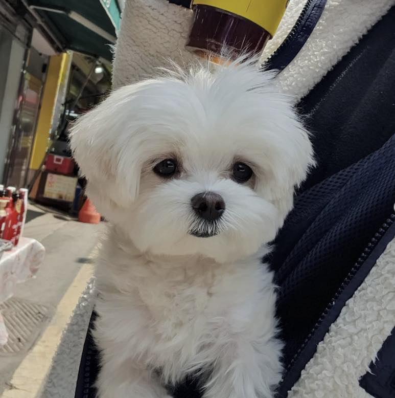 milky - original photo