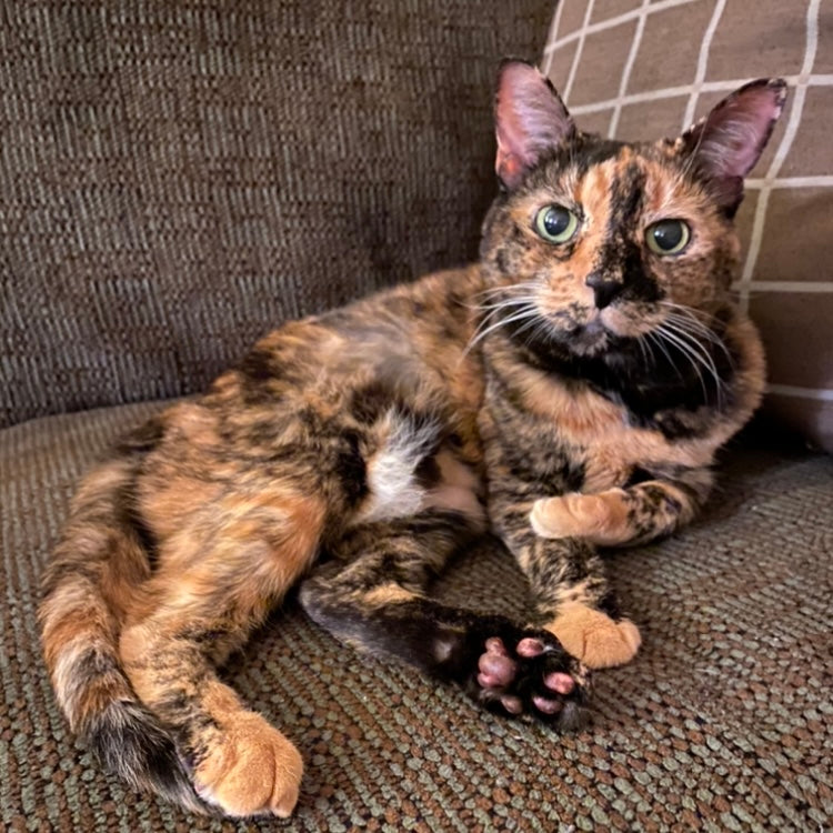 Reese  my TORTIE  - original photo