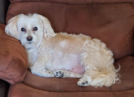 Original pet photo