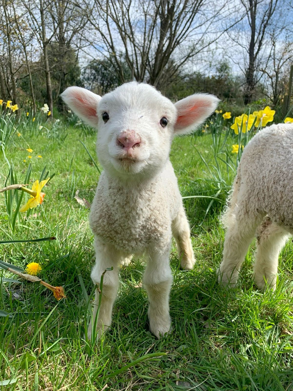 sheep - original photo