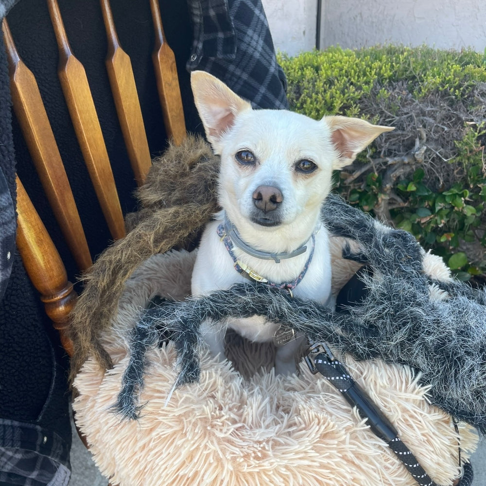 Doggy - original photo
