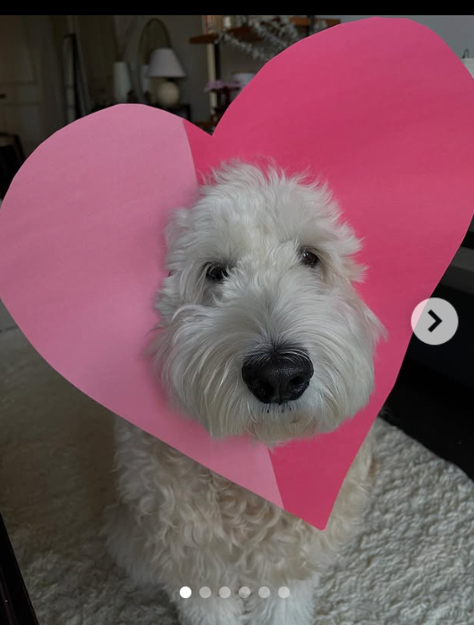Bear - original photo