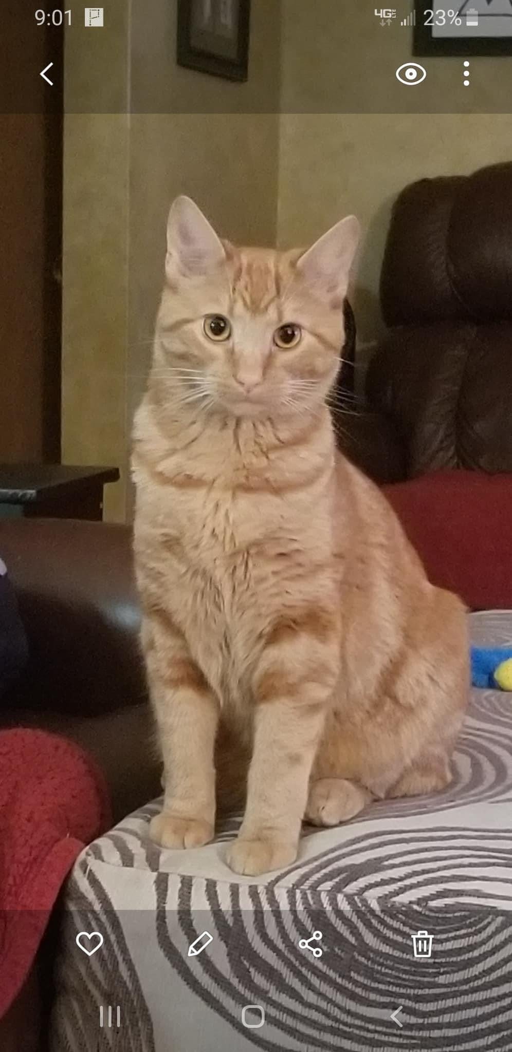 Original pet photo