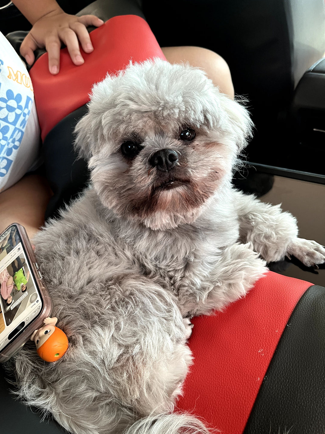 Original pet photo