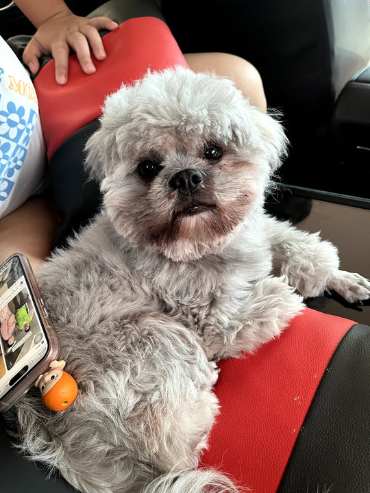 Original pet photo