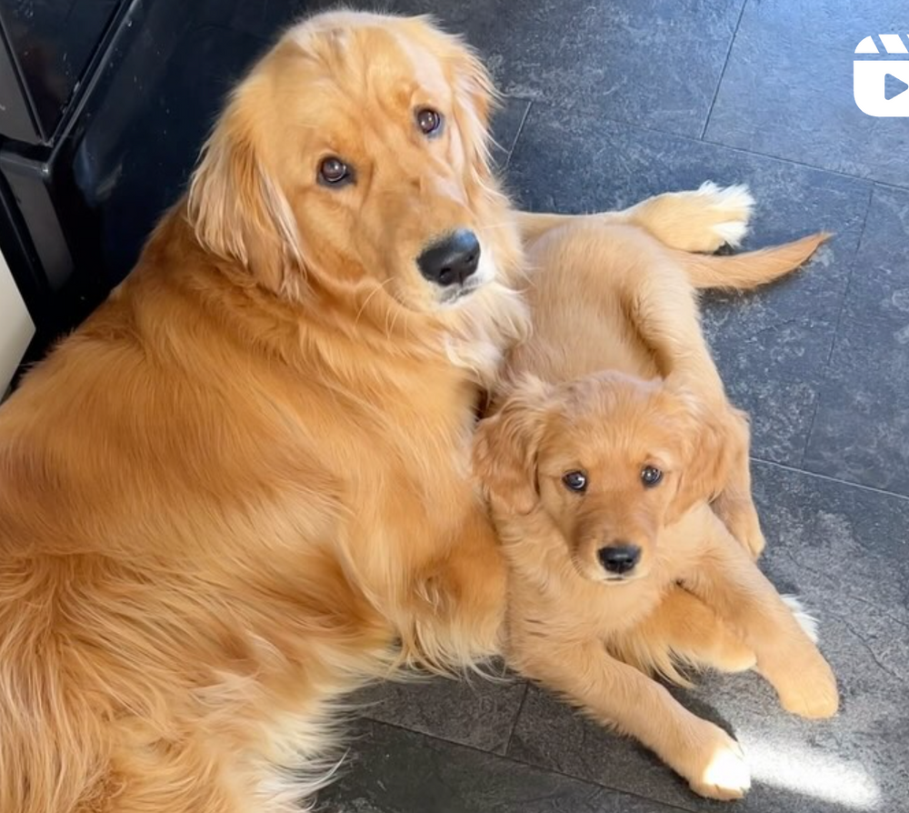 Pacha and Bucket - original photo