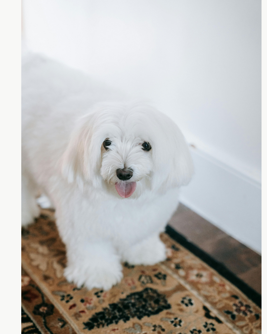 Original pet photo