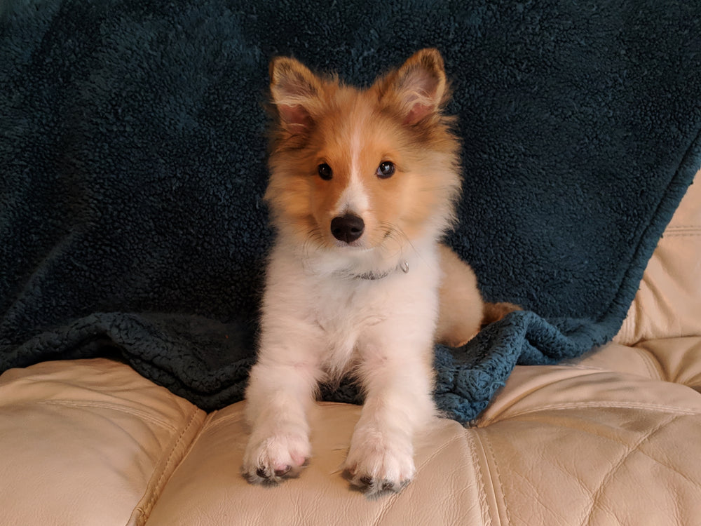 Gimli, my dog - original photo