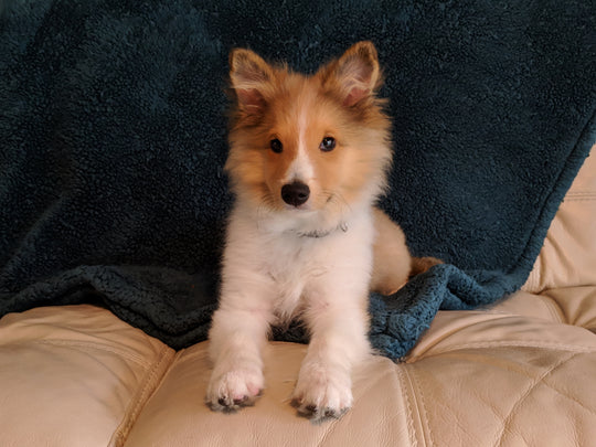 Gimli, my dog - original photo