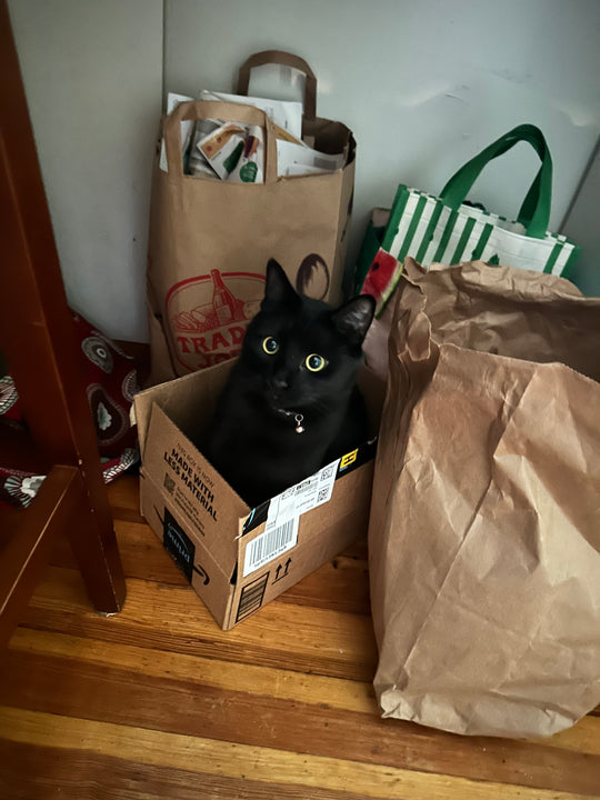 My cat - original photo